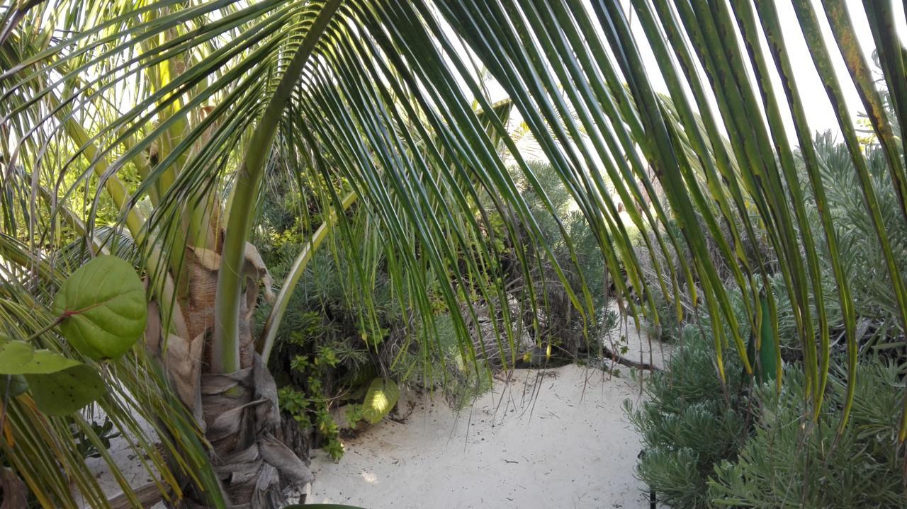 Eco Lodge Hotel Villa Tulum Exteriör bild